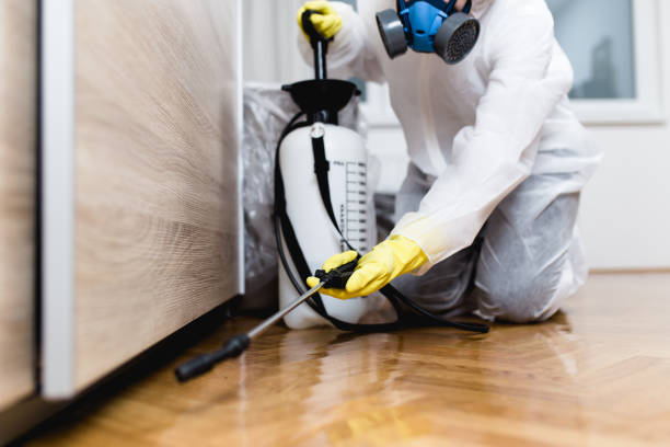 Wasp Removal Services in Borger, TX