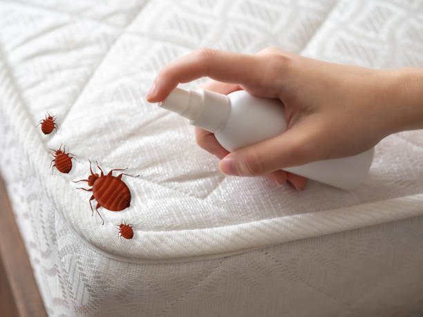 Best Best Pest Control Companies  in Borger, TX