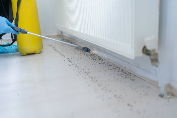 Best Spider Control Near Me  in Borger, TX